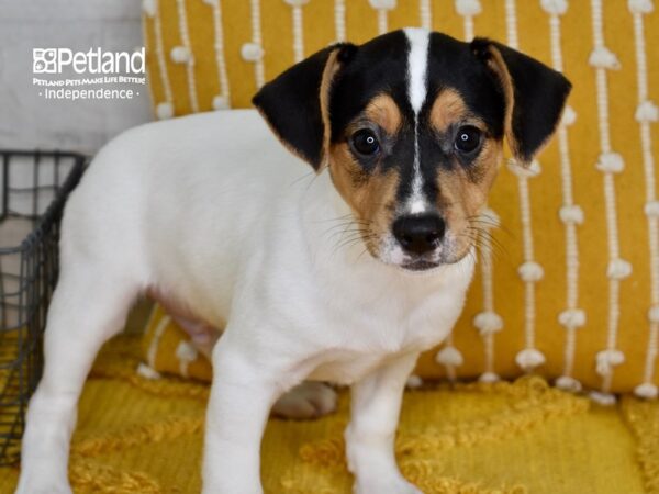 Jack Russell Terrier DOG Male Black, Tan, & White 5080 Petland Independence, Missouri