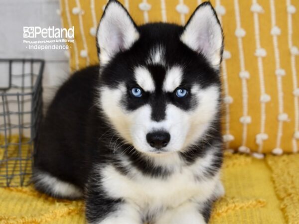 Siberian Husky DOG Male Black & White 5082 Petland Independence, Missouri