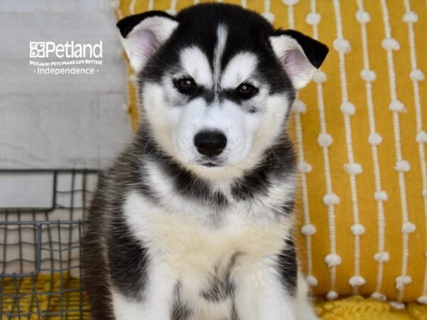 Siberian Husky DOG Male Black & White 5083 Petland Independence, Missouri