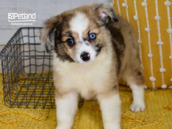 Toy Australian Shepherd DOG Male Red Merle 5086 Petland Independence, Missouri