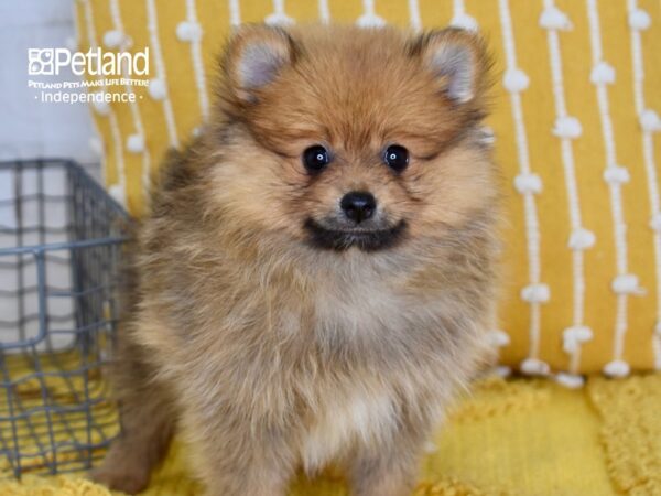 Pomeranian-DOG-Female-Sable-5084-Petland Independence, Missouri