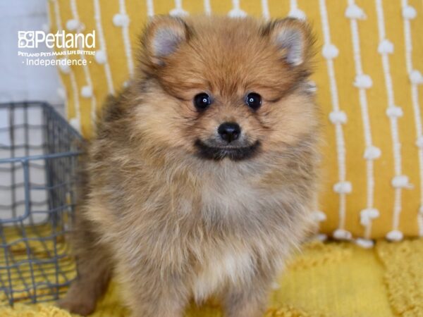 Pomeranian DOG Female Sable 5084 Petland Independence, Missouri