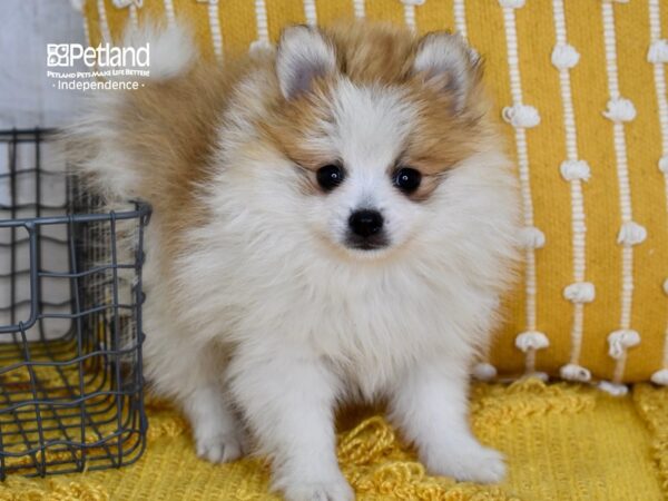 Pomeranian-DOG-Female-Sable & White Parti-5085-Petland Independence & Lee's Summit, MO