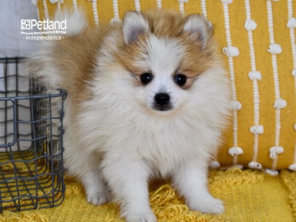 Pomeranian DOG Female Sable & White Parti 5085 Petland Independence, Missouri