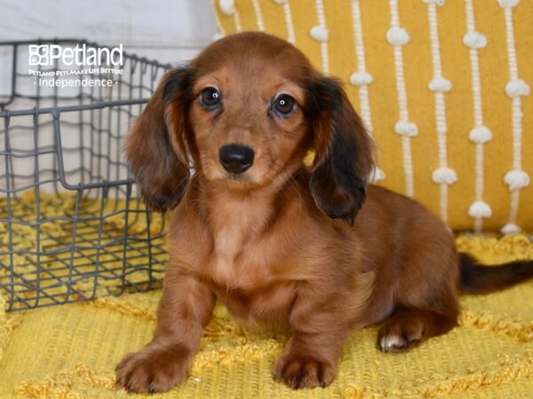 Dachshund DOG Female Red 5089 Petland Independence, Missouri