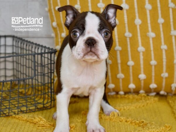 Boston Terrier-DOG-Female-Seal & White-5088-Petland Independence, Missouri