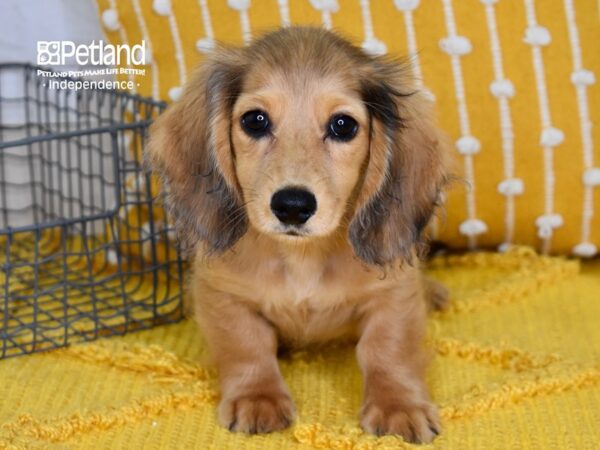 Cream long haired dachshund deals puppy