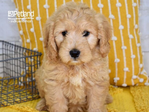 Miniature Goldendoodle-DOG-Female-Light Golden-5094-Petland Independence & Lee's Summit, MO