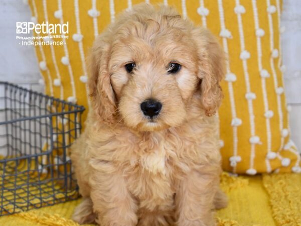 Miniature Goldendoodle DOG Female Light Golden 5094 Petland Independence, Missouri