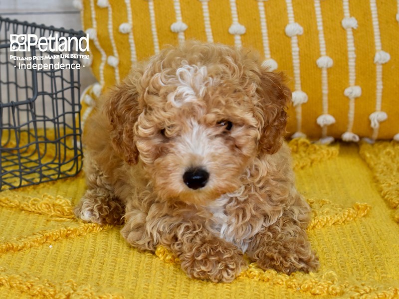 [#5090] Red Female Poodle Puppies For Sale