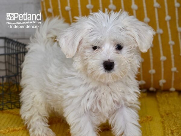 Morkie DOG Female White 5092 Petland Independence & Lee's Summit, MO