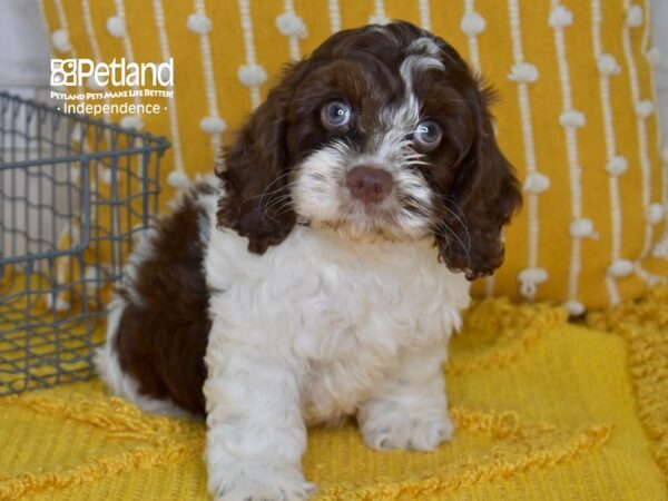 [#5097] Chocolate & White Male Cockapoo Puppies For Sale