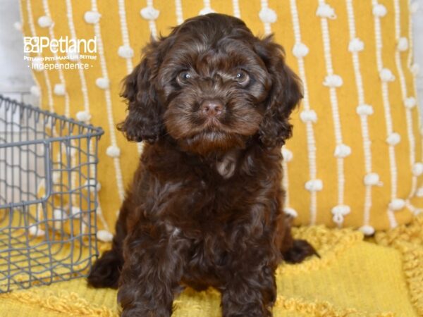 [#5098] Chocolate Female Cockapoo Puppies For Sale
