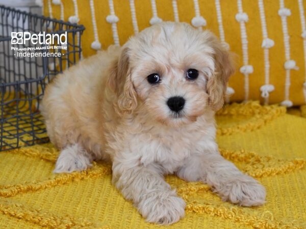 [#5095] Apricot Female Cockapoo 2nd Generation Puppies For Sale