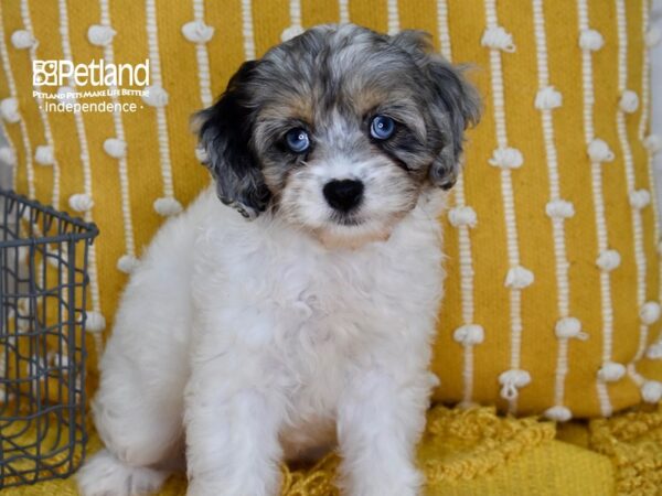 Cockapoo 2nd Generation-DOG-Female-Blue Merle & White-5096-Petland Independence, Missouri