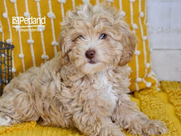 Cockapoo 2nd Generation DOG Male Buff 5071 Petland Independence, Missouri