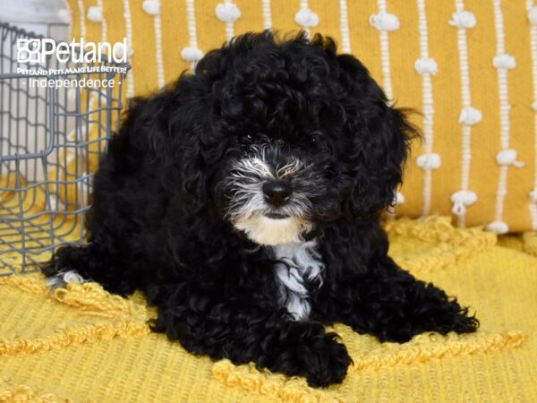 Cockapoo 2nd Generation DOG Male Black & White 5073 Petland Independence, Missouri