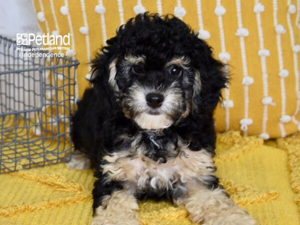 Cockapoo 2nd Generation-DOG-Female-Tri-5072-Petland Independence & Lee's Summit, MO