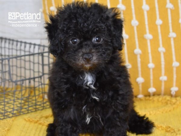 Bichon-Poo DOG Female Black 5117 Petland Independence, Missouri