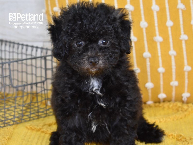 Bichon-Poo-DOG-Female-Black-3702879-Petland Independence, Missouri