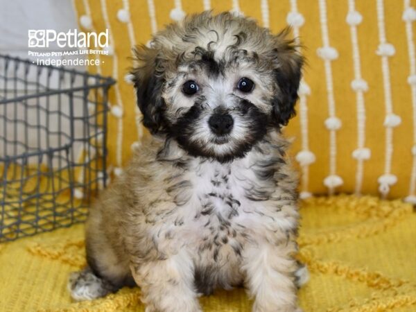 Bichon-Poo-DOG-Female-Sable-5118-Petland Independence & Lee's Summit, MO