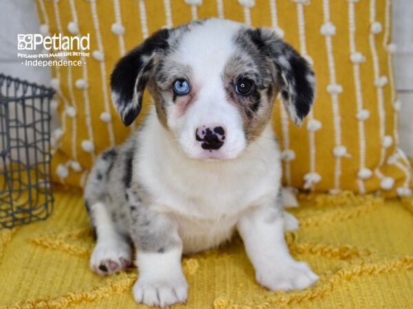 Cardigan Welsh Corgi-DOG-Female-Blue Merle-5113-Petland Independence, Missouri