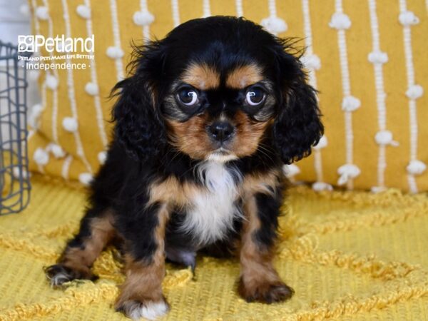 Cavalier King Charles Spaniel DOG Male Black & Tan 5106 Petland Independence, Missouri