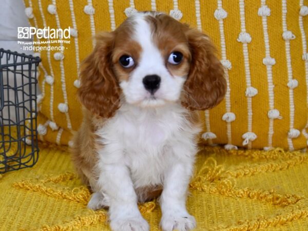 Cavalier King Charles Spaniel-DOG-Female-Blenheim-5107-Petland Independence & Lee's Summit, MO