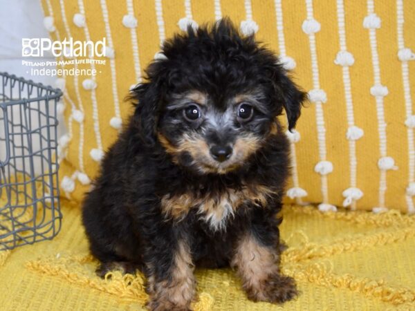 Miniature Aussiedoodle-DOG-Male-Black & Tan-5103-Petland Independence & Lee's Summit, MO