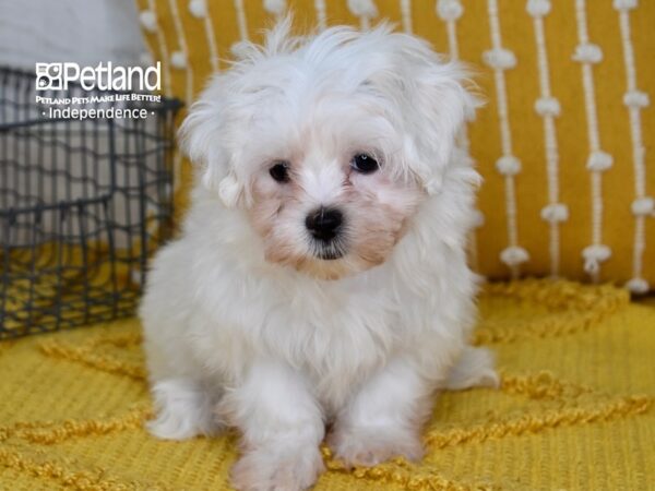 Mal-Shi Dog Male White 5100 Petland Independence, Missouri