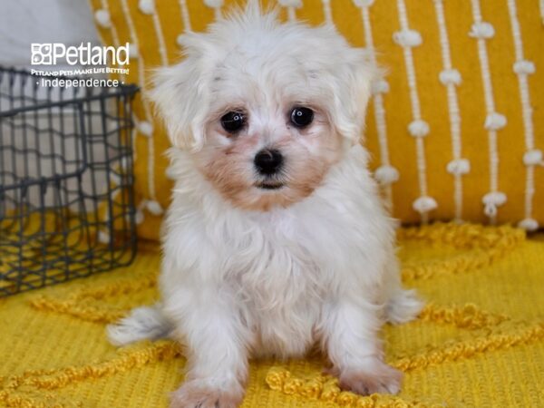 Mal-Shi DOG Female White 5101 Petland Independence, Missouri