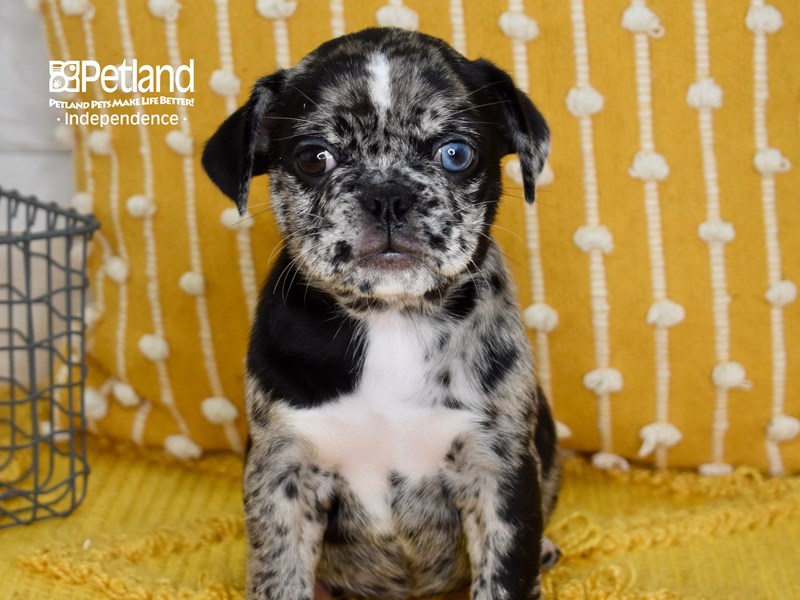 Miniature Bulldog-DOG-Female-Brindle-3702444-Petland Independence, Missouri