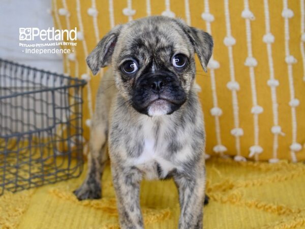 Miniature Bulldog-DOG-Male-Brindle-5108-Petland Independence & Lee's Summit, MO
