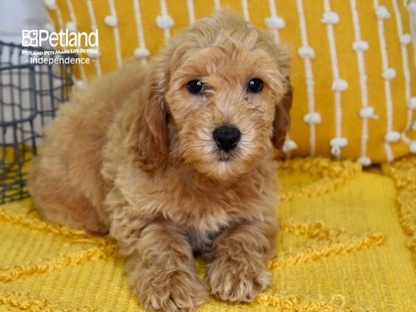 Miniature Goldendoodle 2nd Gen Dog Male Golden 5115 Petland Independence, Missouri