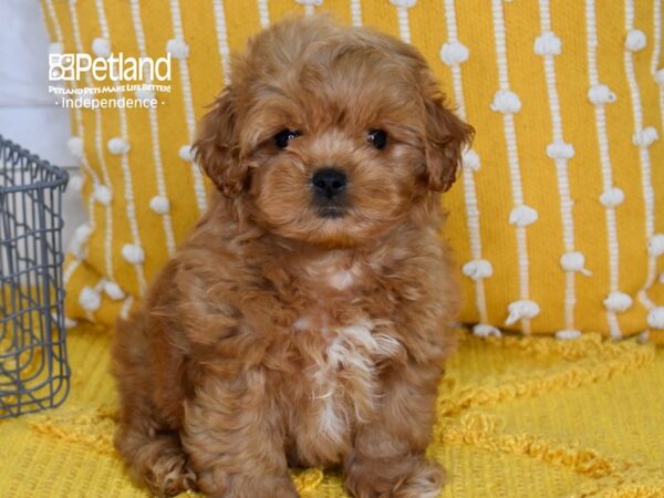 Peke-A-Poo-DOG-Male-Apricot-5110-Petland Independence, Missouri