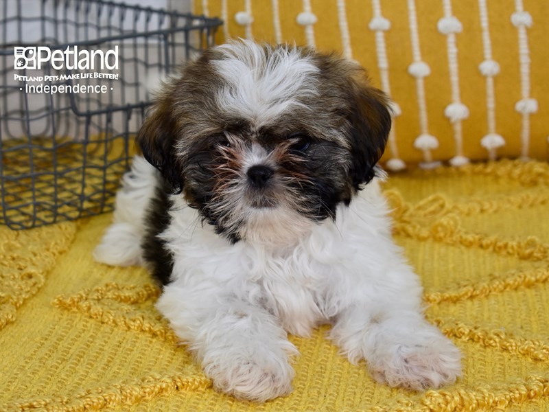 Shih Tzu-DOG-Female-Sable & White-3702963-Petland Independence, Missouri