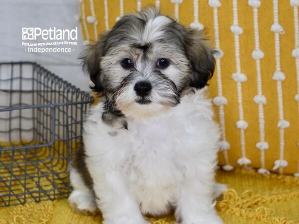 Zuchon-DOG-Male-Brindle & White-5111-Petland Independence, Missouri