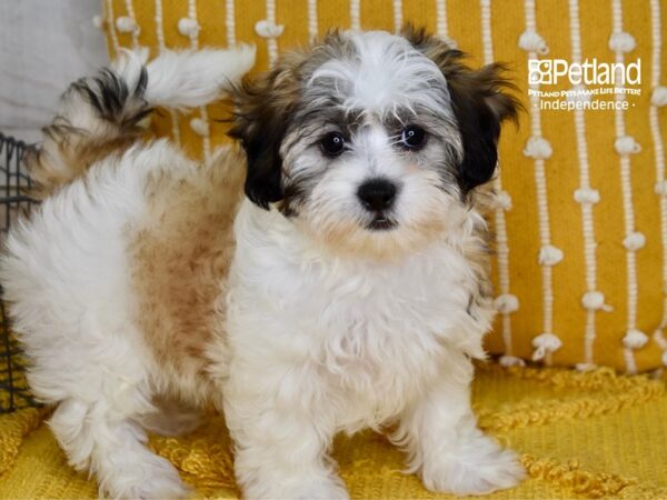 Zuchon Dog Female Gold & White 5112 Petland Independence, Missouri