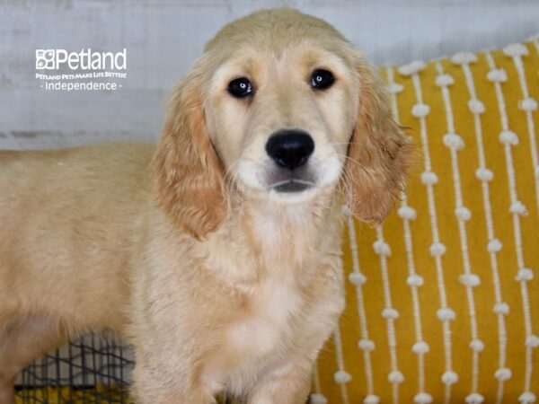 Golden Retriever-DOG-Female-Golden-5119-Petland Independence & Lee's Summit, MO
