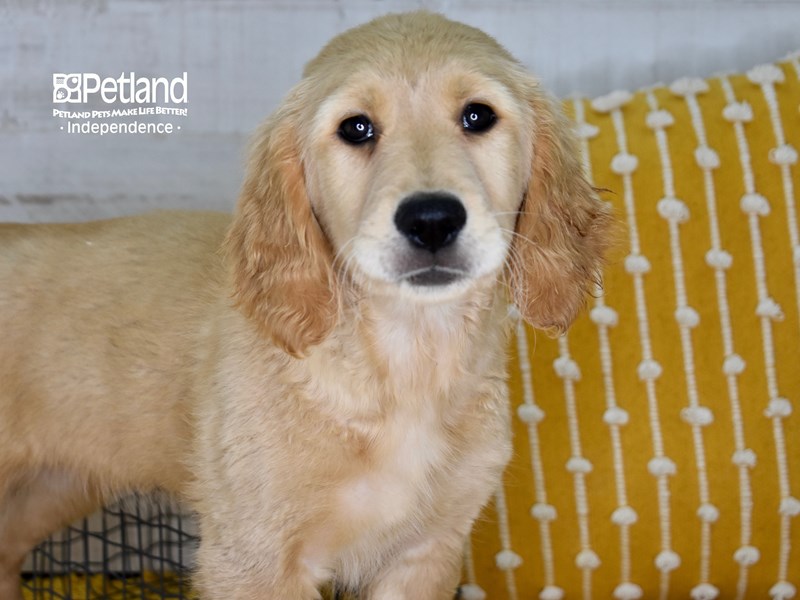 Golden Retriever-DOG-Female-Golden-3706646-Petland Independence, Missouri