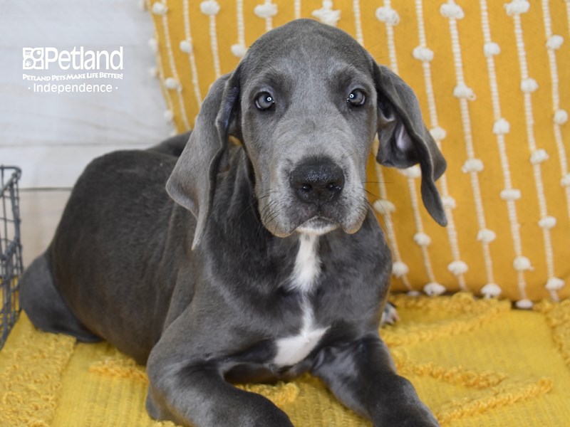 Great Dane-DOG-Female-Blue-3698153-Petland Independence, Missouri