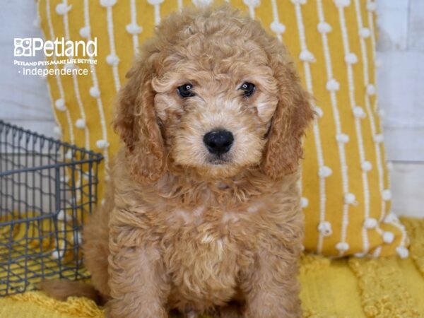 Miniature Goldendoodle 2nd Gen-DOG-Male-Golden-5125-Petland Independence, Missouri