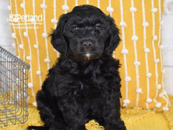 Miniature Goldendoodle 2nd Gen Dog Female Black 5126 Petland Independence, Missouri