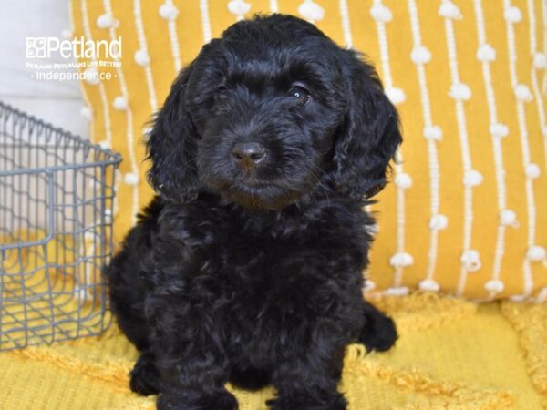 Miniature Goldendoodle 2nd Gen-DOG-Female-Black-5127-Petland Independence & Lee's Summit, MO