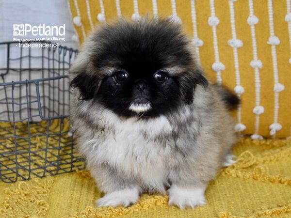 Pekingese-DOG-Female-Fawn Sable-5121-Petland Independence, Missouri