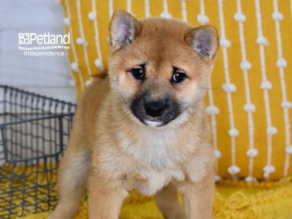 Shiba Inu DOG Female Red 5122 Petland Independence, Missouri