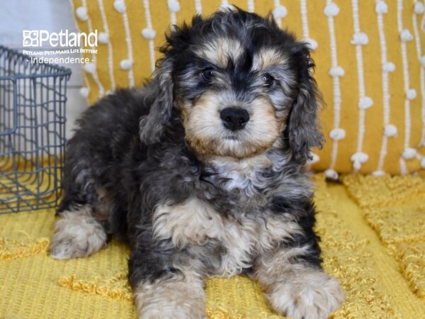 Cockachon DOG Male Tri 5128 Petland Independence, Missouri