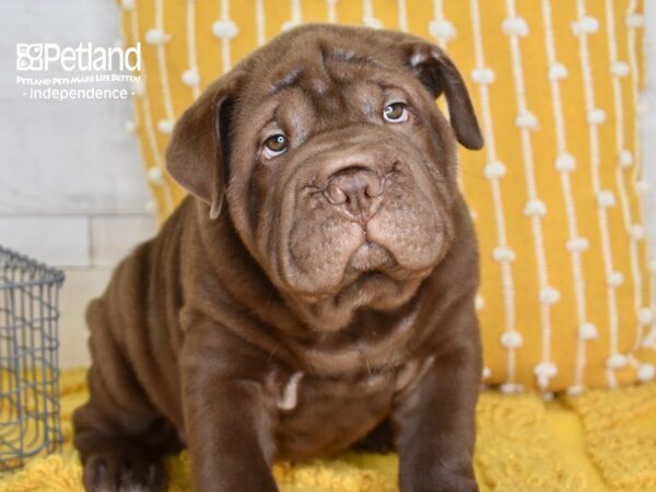 Bull-Pei-DOG-Male-Chocolate-5138-Petland Independence & Lee's Summit, MO