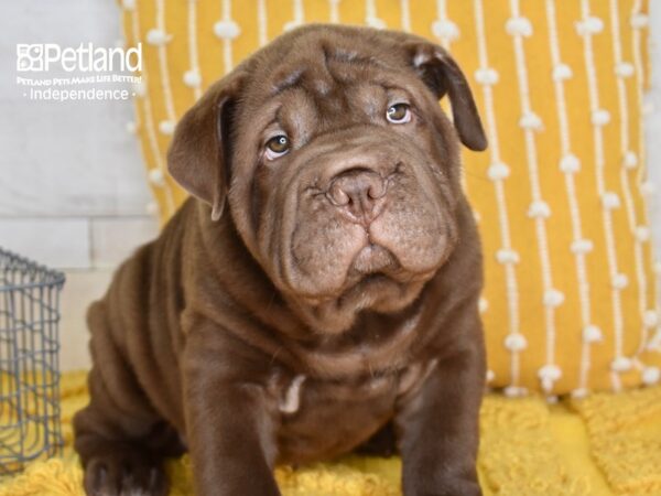 Bull-Pei-DOG-Male-Chocolate-5138-Petland Independence, Missouri