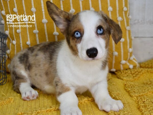 Cardigan Welsh Corgi DOG Male Red Merle & White 5136 Petland Independence, Missouri